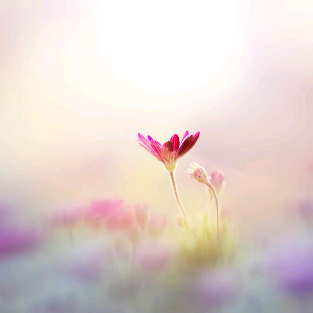 菁菁
