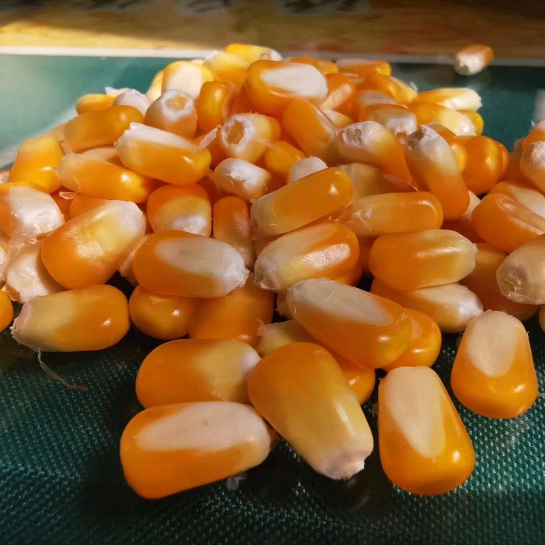 新疆天湖农科种业有限公司