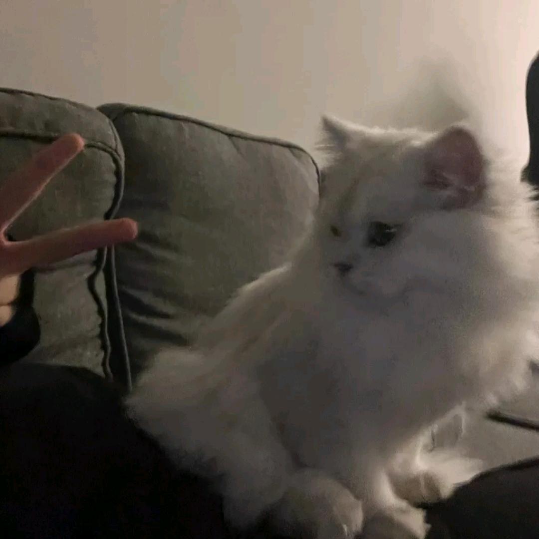 ʸ