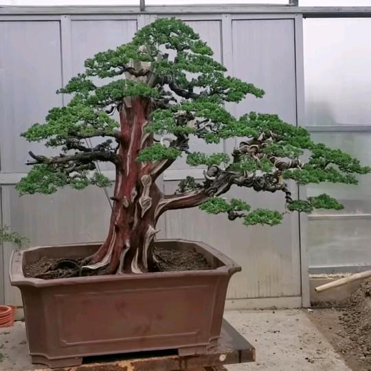 鹏锦园林