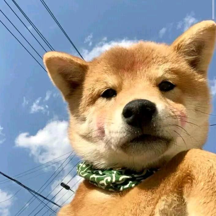 🐶麻辣狗蛋🐶