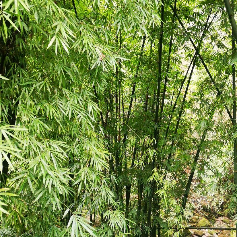 凤飞翩翩