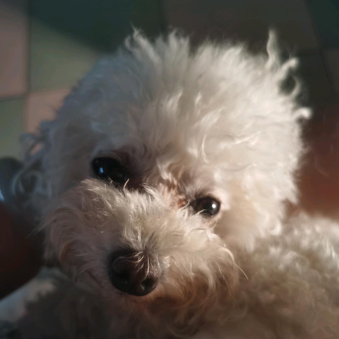 小狐狸🦊