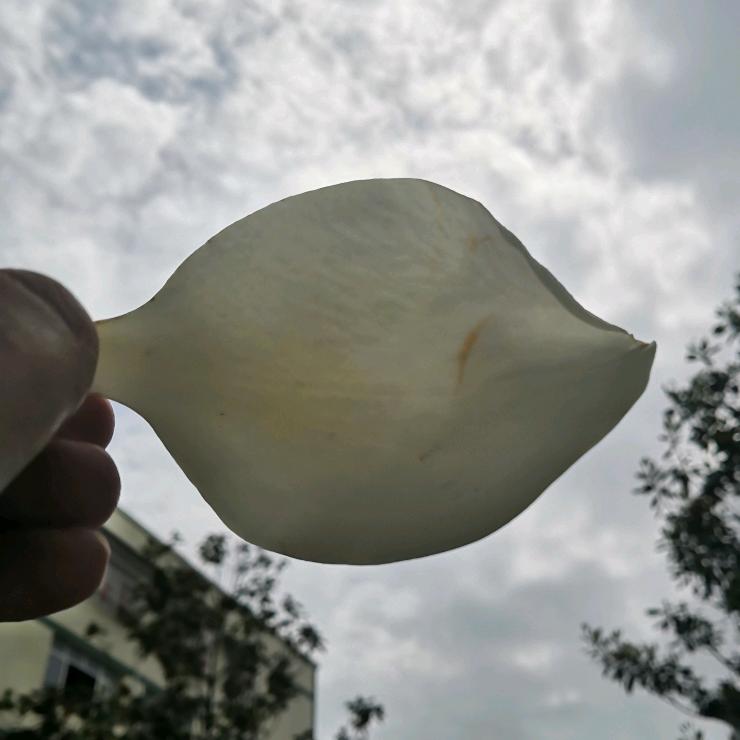 ᝰꫛꫀꪝ𐂂༼·⍨༽༼·∵༽