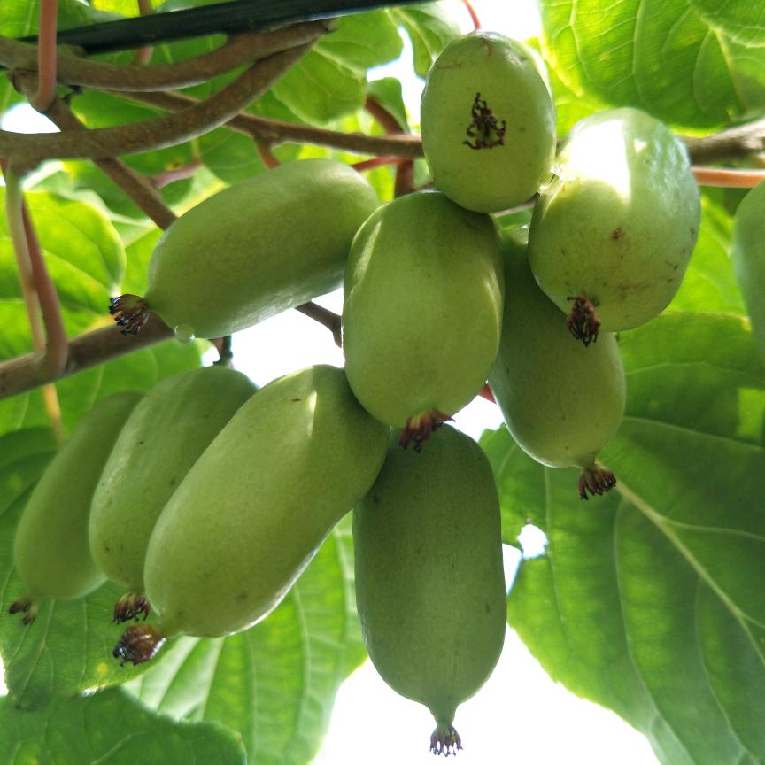 丹东益兴软枣店