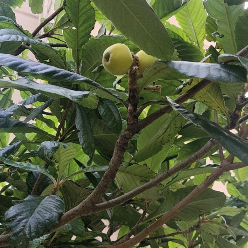 酒醉的蝴蝶@