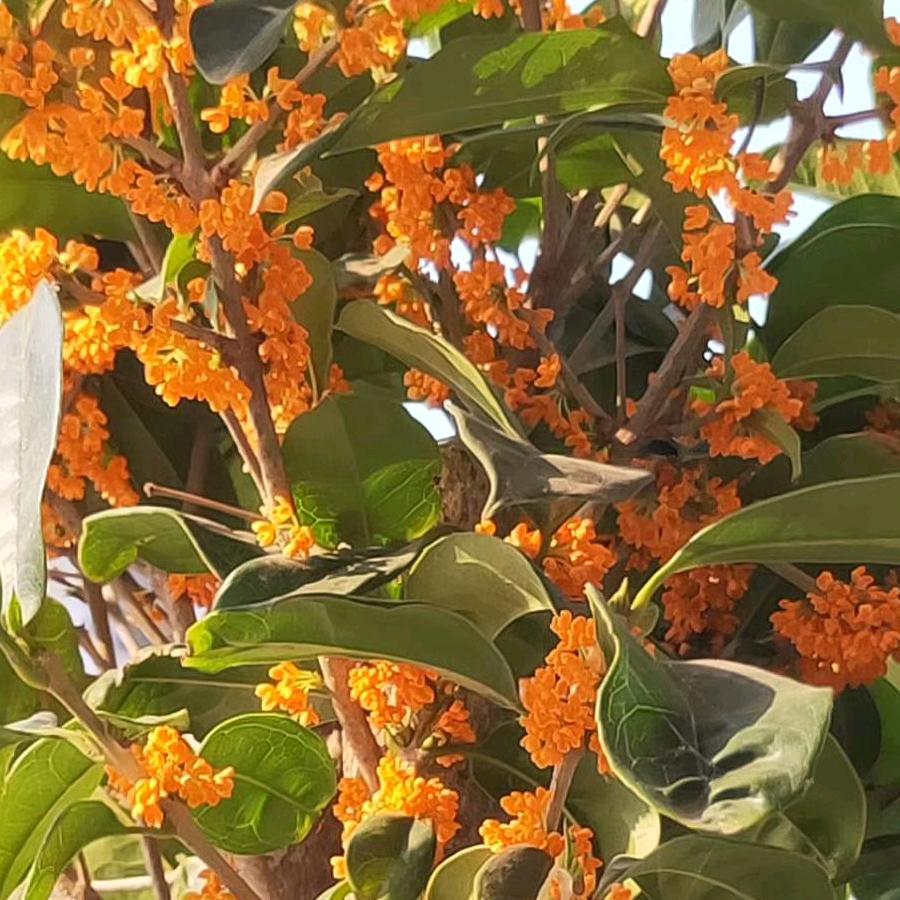 锦绣庄园～花恋蝶舞