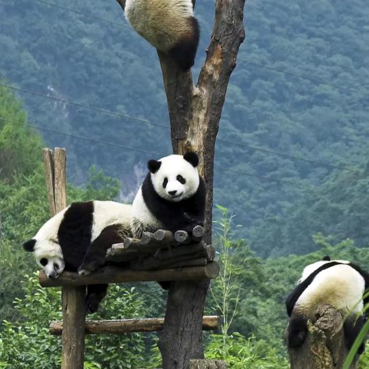 斌
