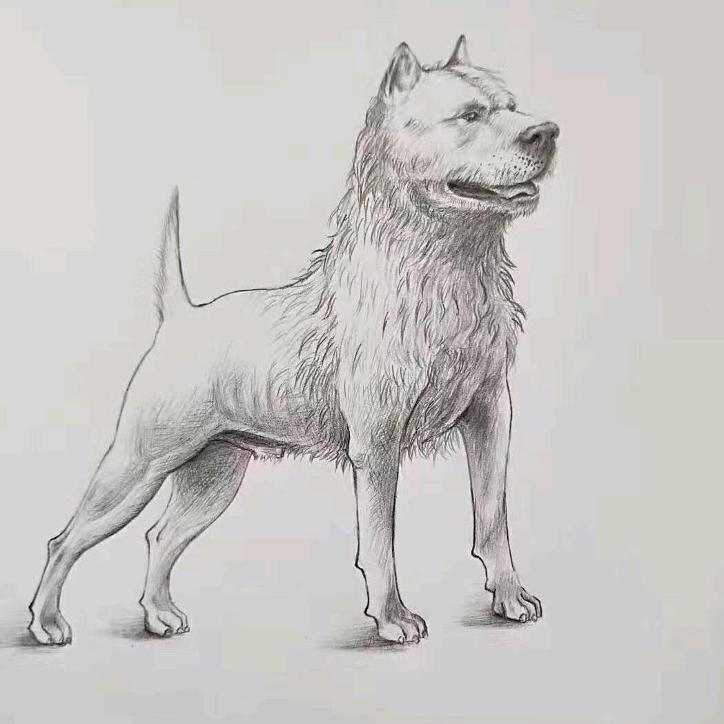 增城土狗土鸡养殖@何先生