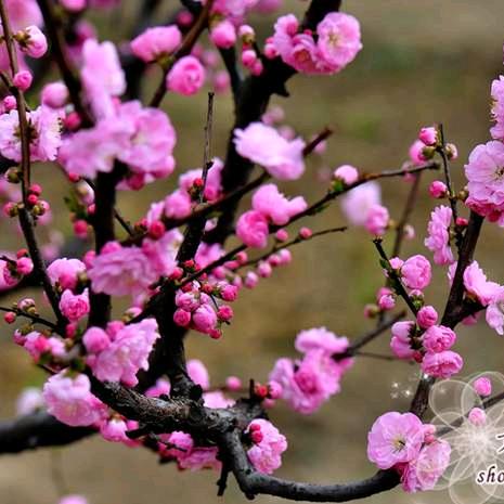 梅花♧♧♧
