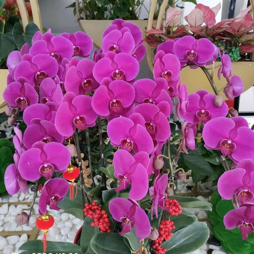 🌹🌹💖💖小鱼儿💖💖🌹🌹?