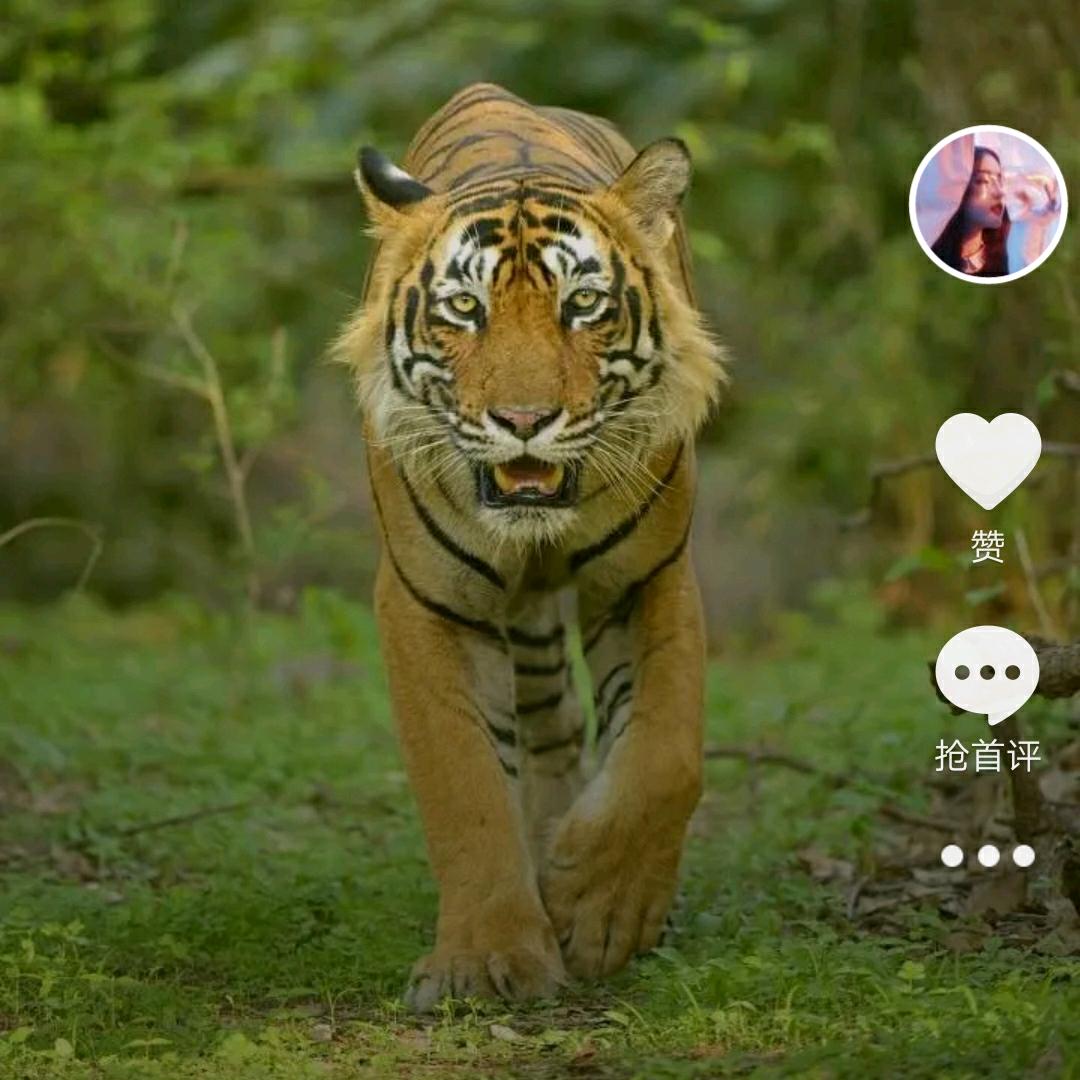东北虎dongbeihu8848