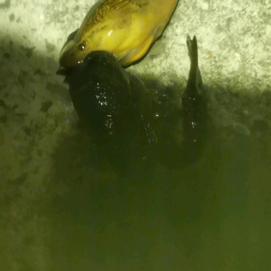 疯歌钓鳝