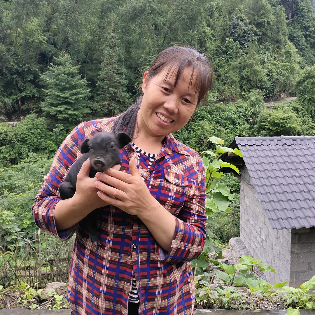 养猪向姐,