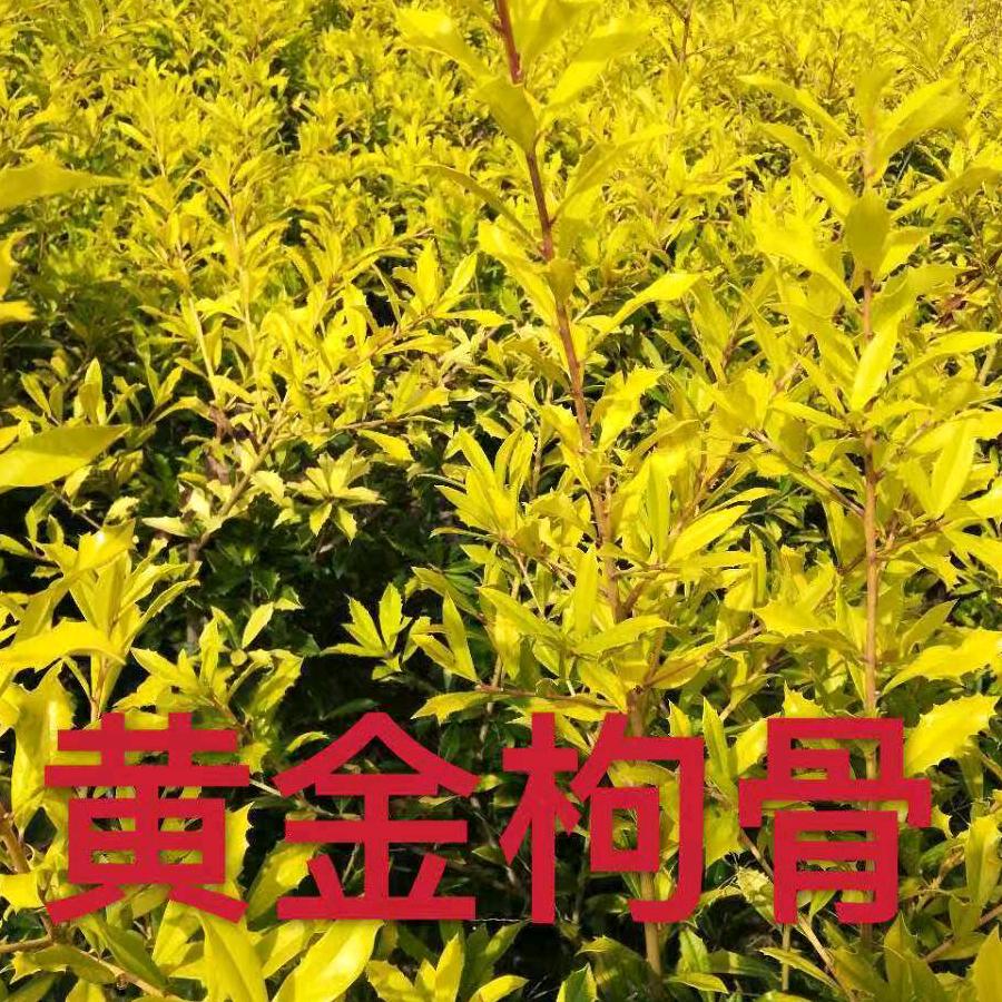 黄金枸骨—吴振