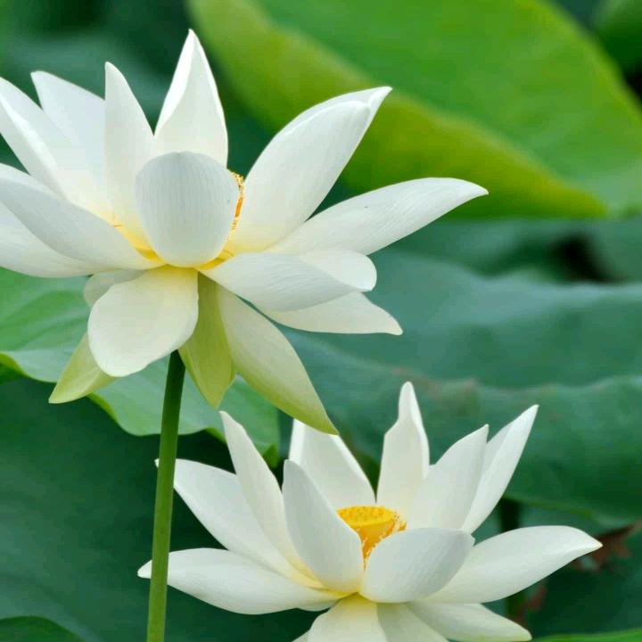蓮塘瀞月🐬