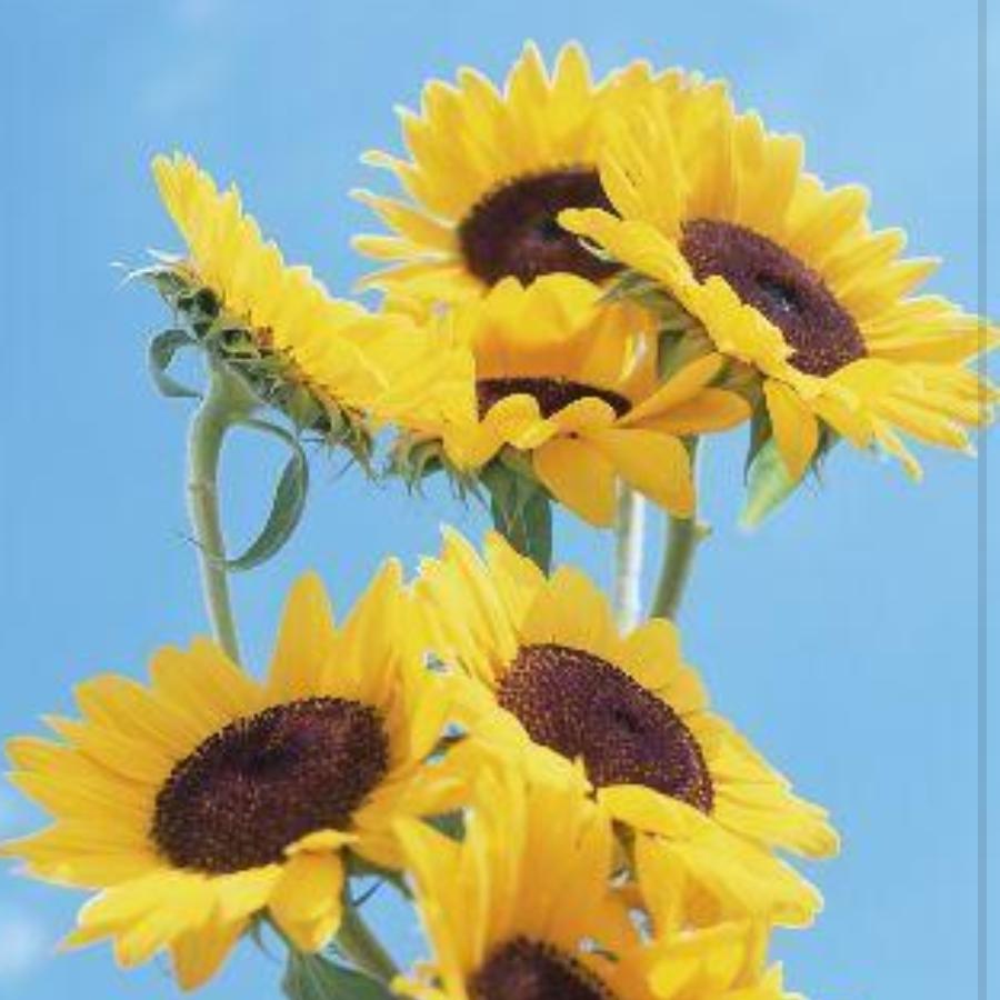 用户7076385598513静