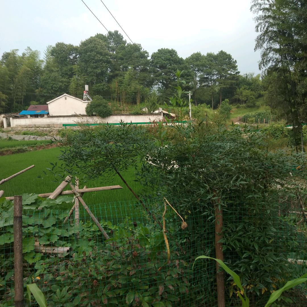 锡兵