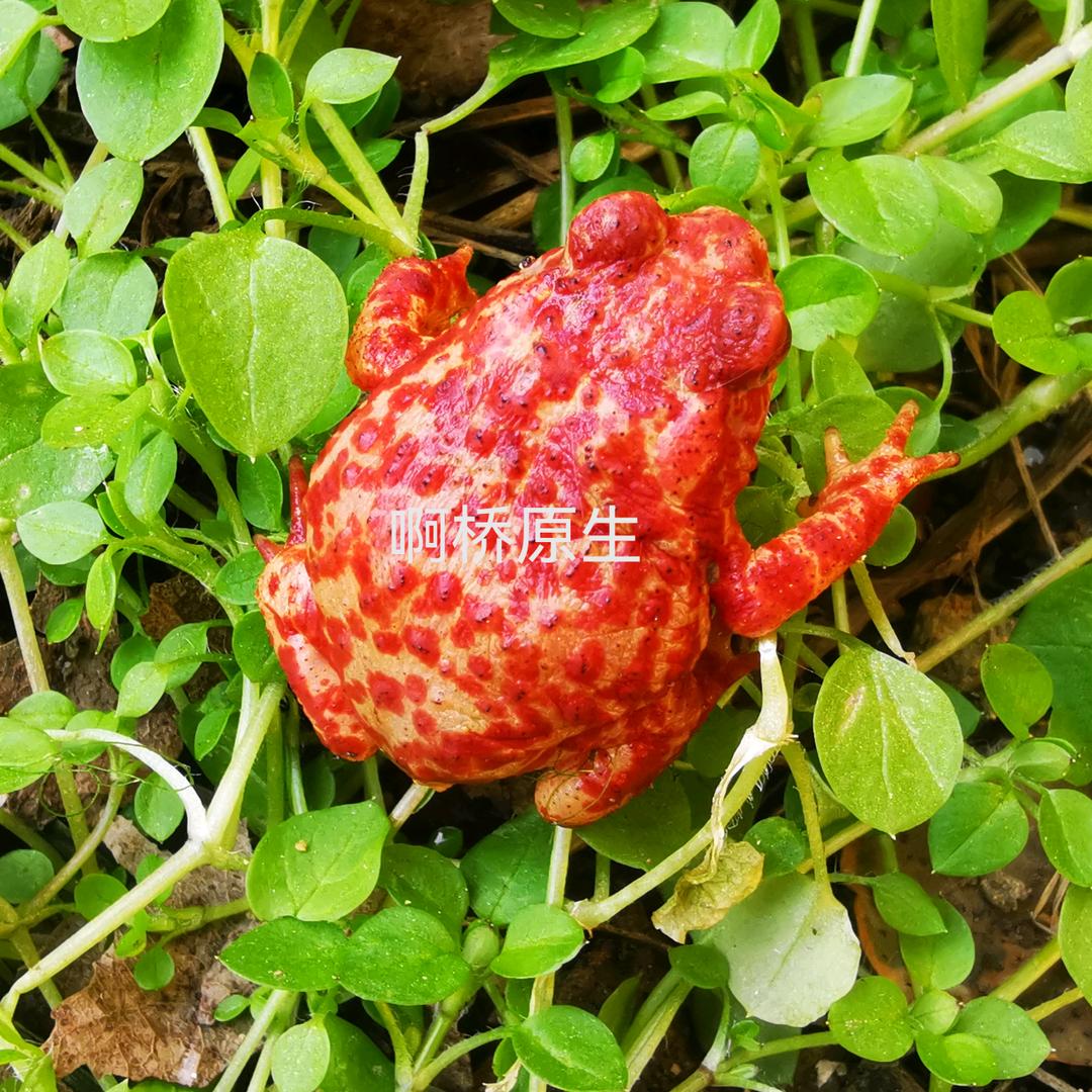 啊桥原生
