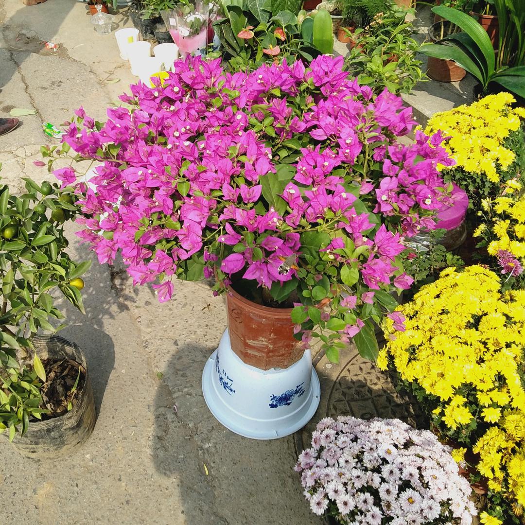 绿航花卉果树苗