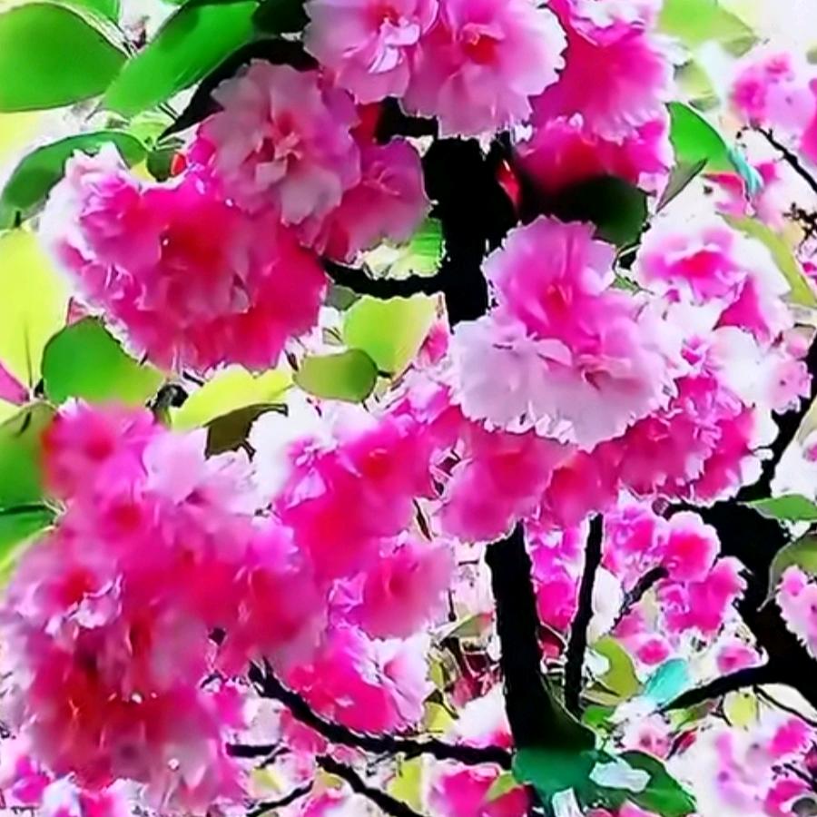 ✨温馨🍏