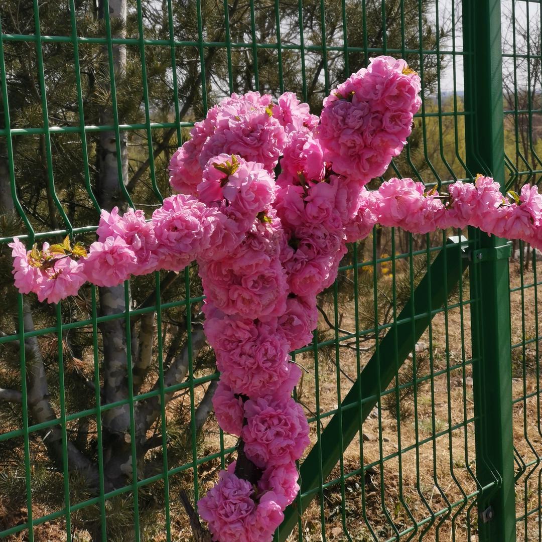 大大杨
