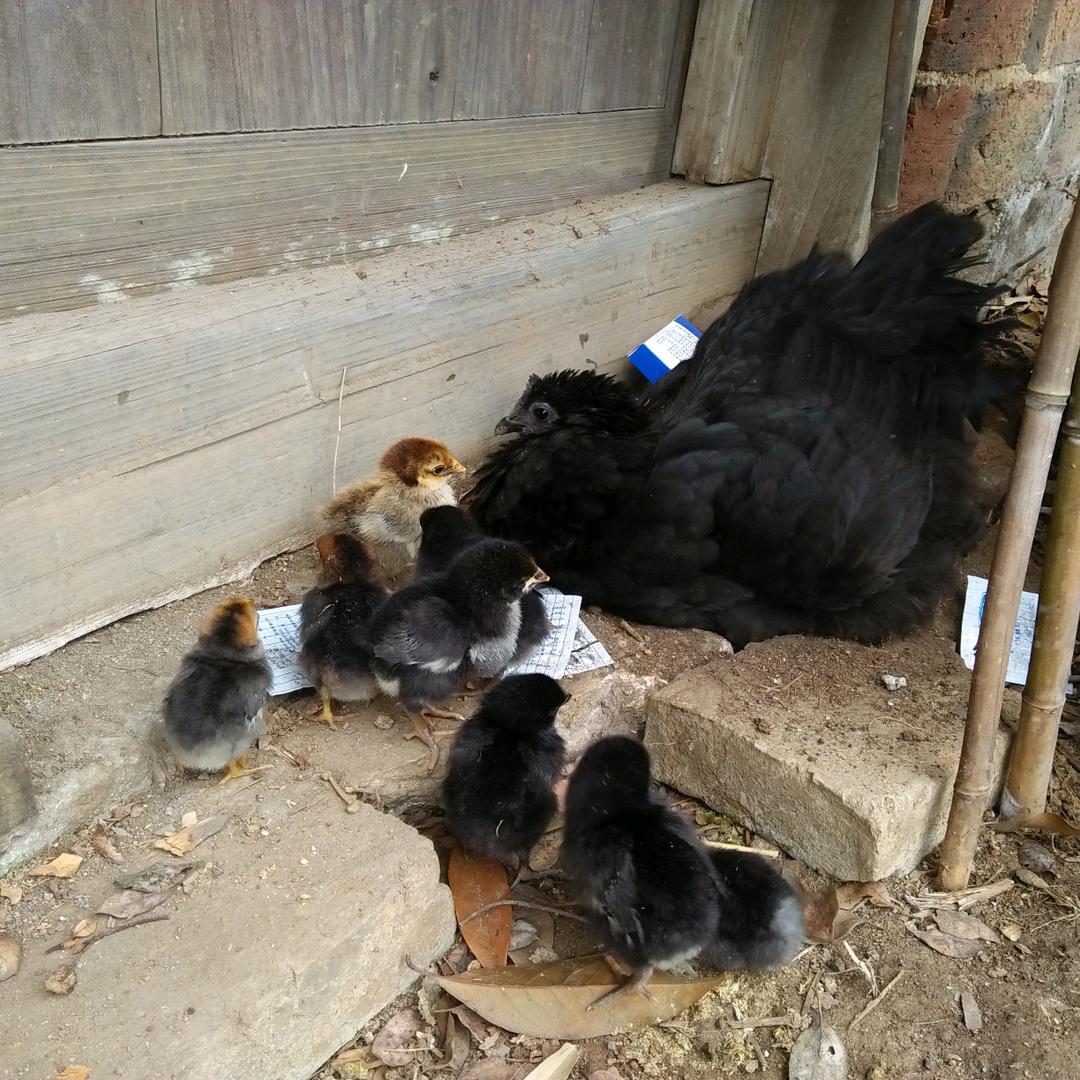 认真做事,用心做人。《孤独的牧娃人》