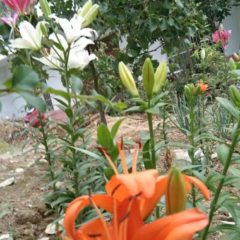 生活有苦就有甜🌽🌾🌶️🍅🍒☕