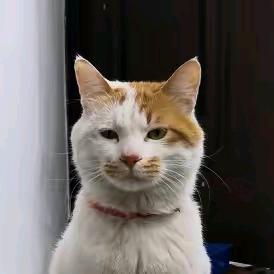 小丑