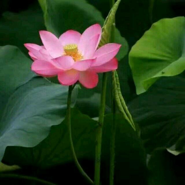 阿代