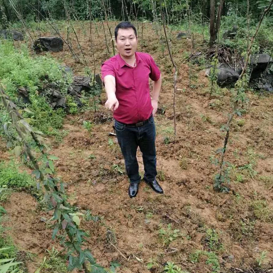 翱翔八月瓜种植基地
