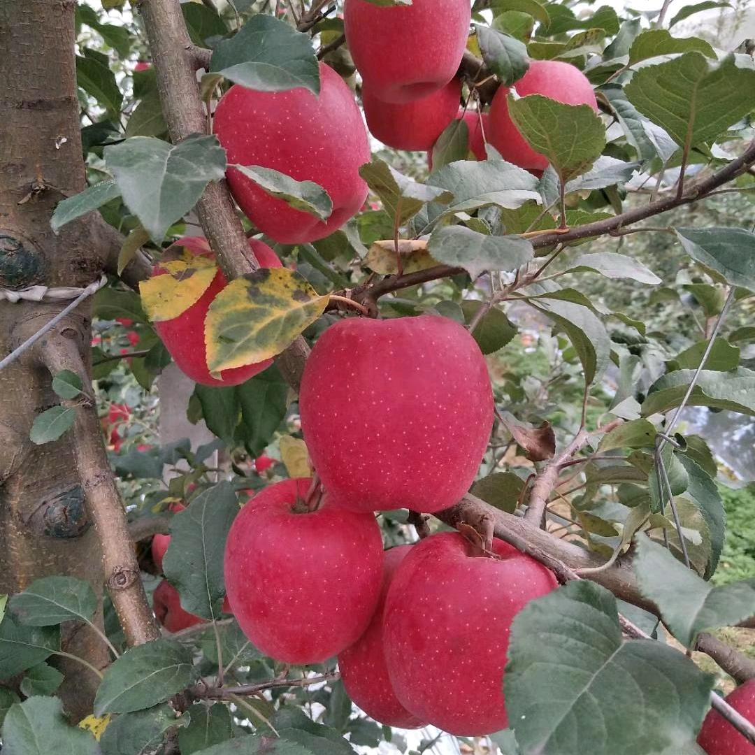 佳悦果树苗木专营店果树苗基地