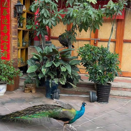 Kaixin