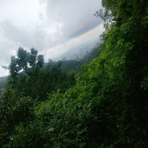 鱼儿游在水中央