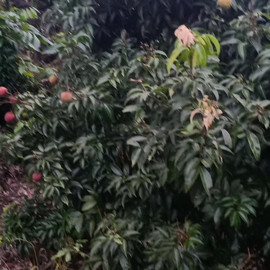 不离不弃
