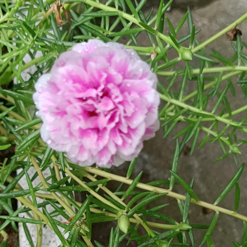 常梅