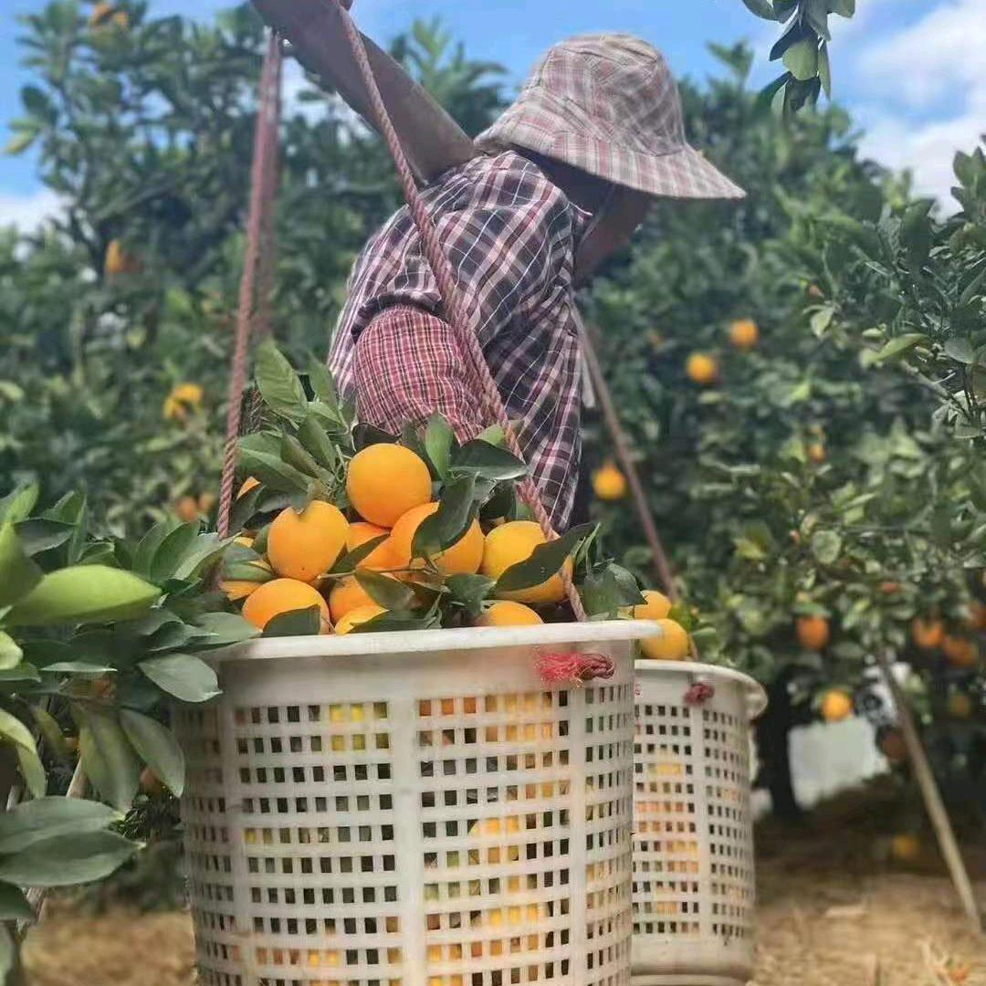 妈妈的味道