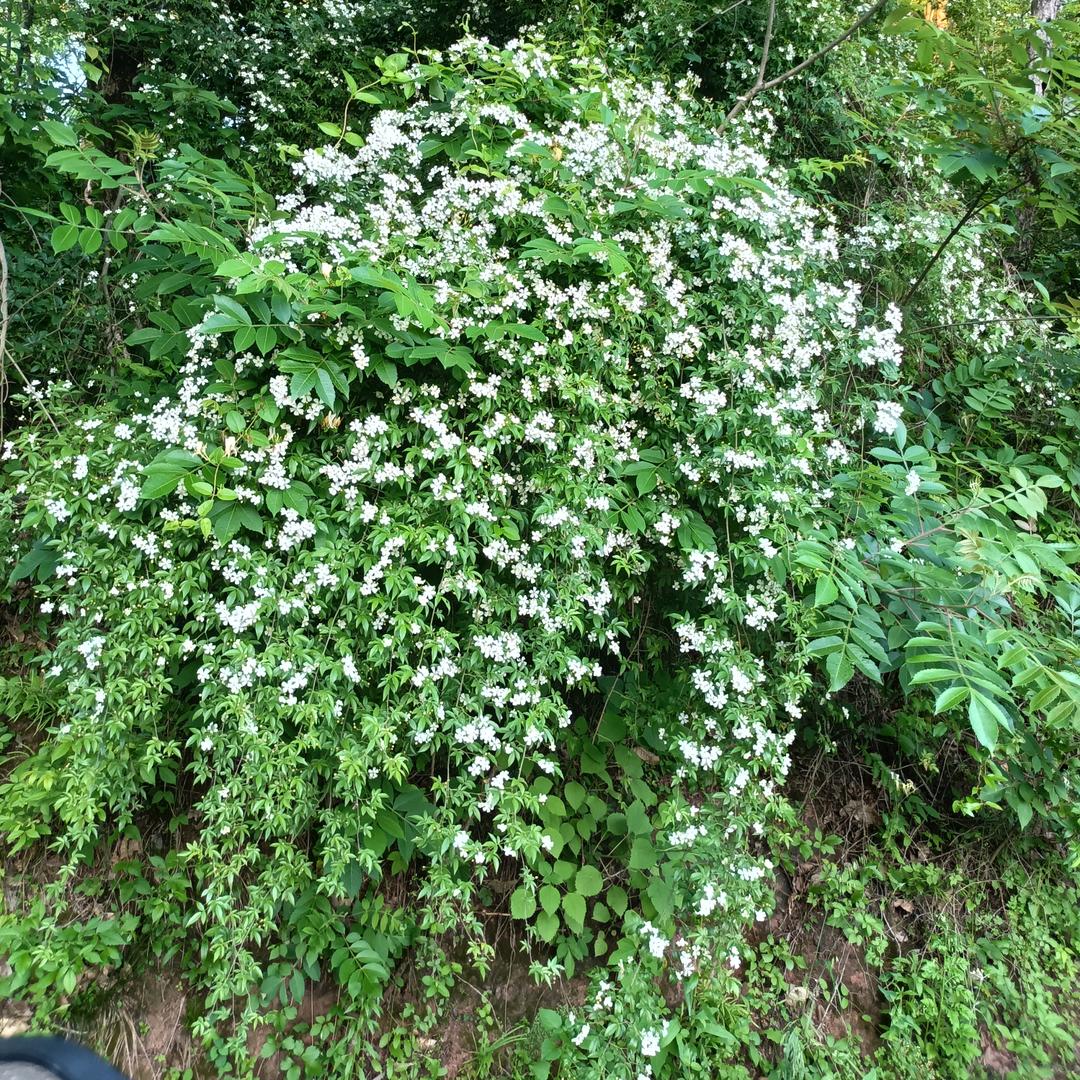 华仔烧烤兰溪店