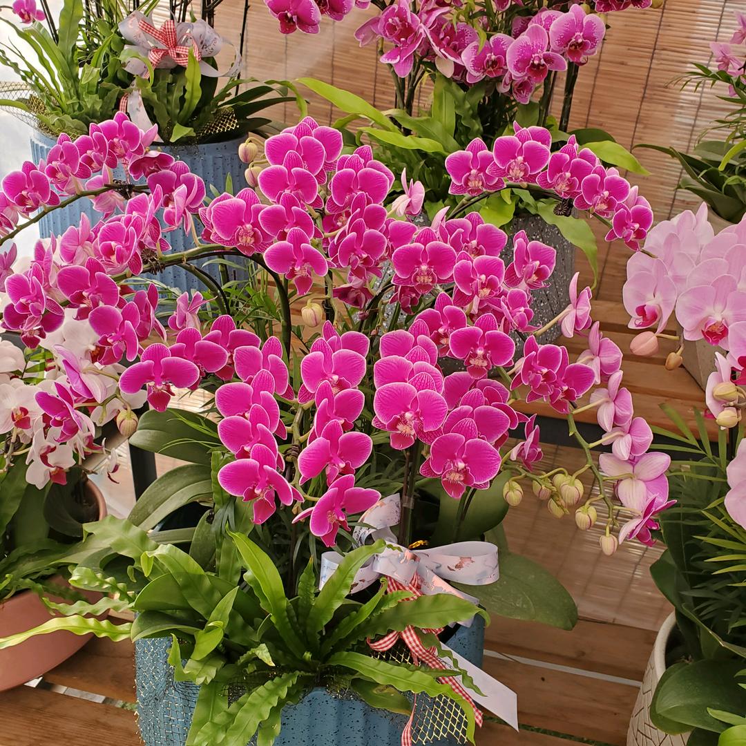 上海松萝园林绿化专营店