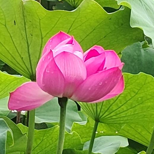 菠萝蜜