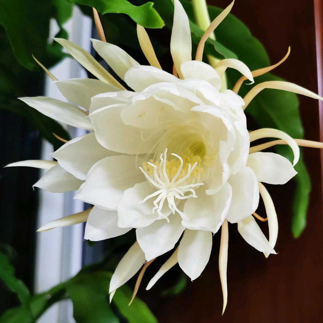 平常人