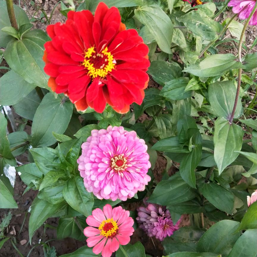 简
