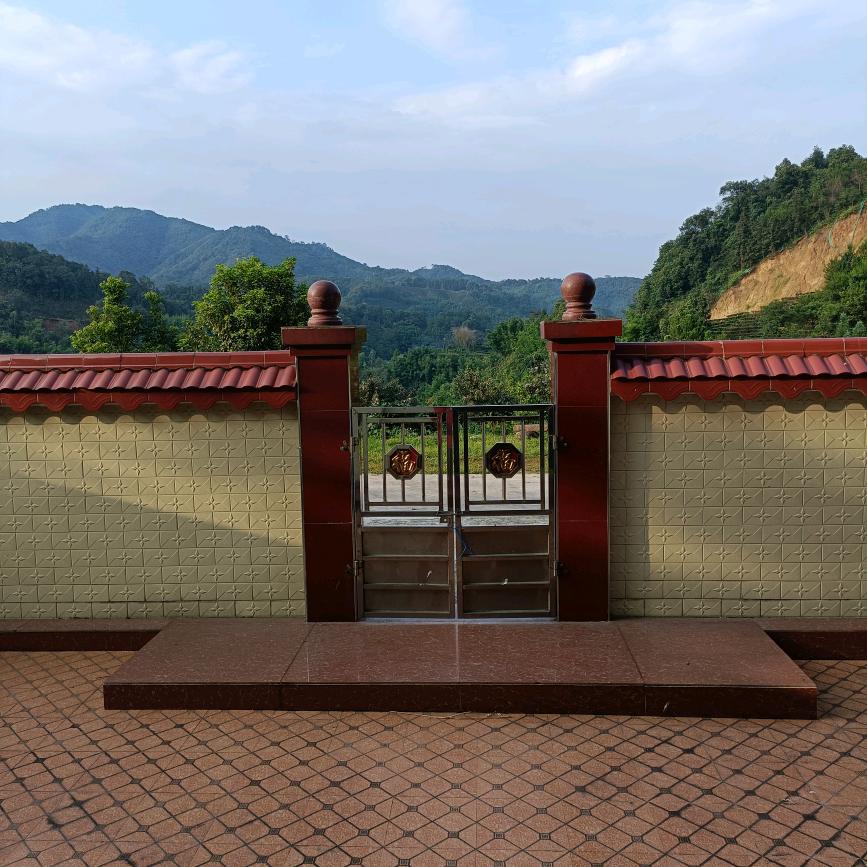 六舜茶