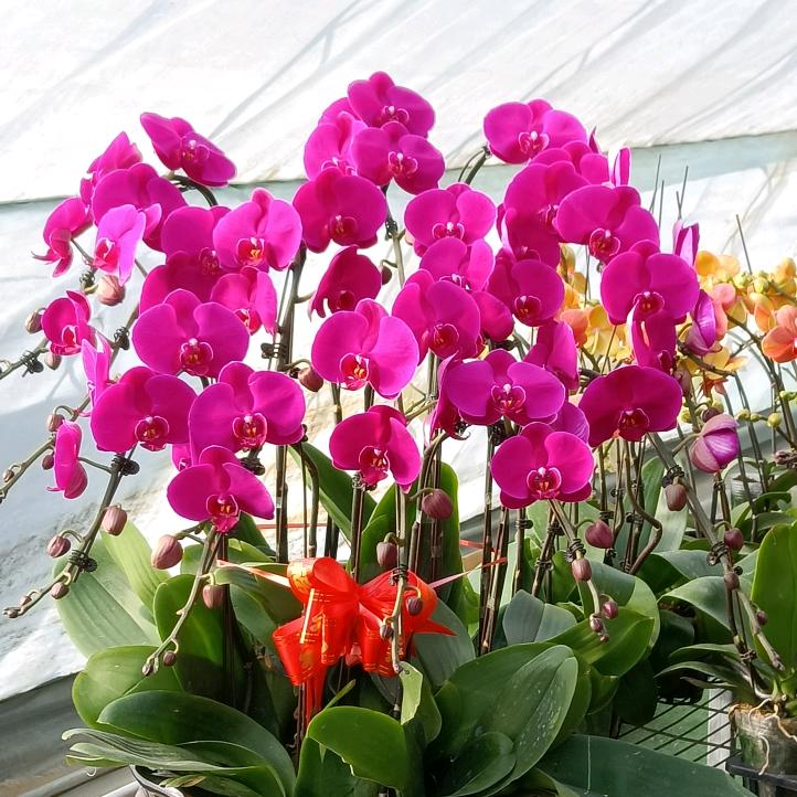 大同蝴蝶兰批发