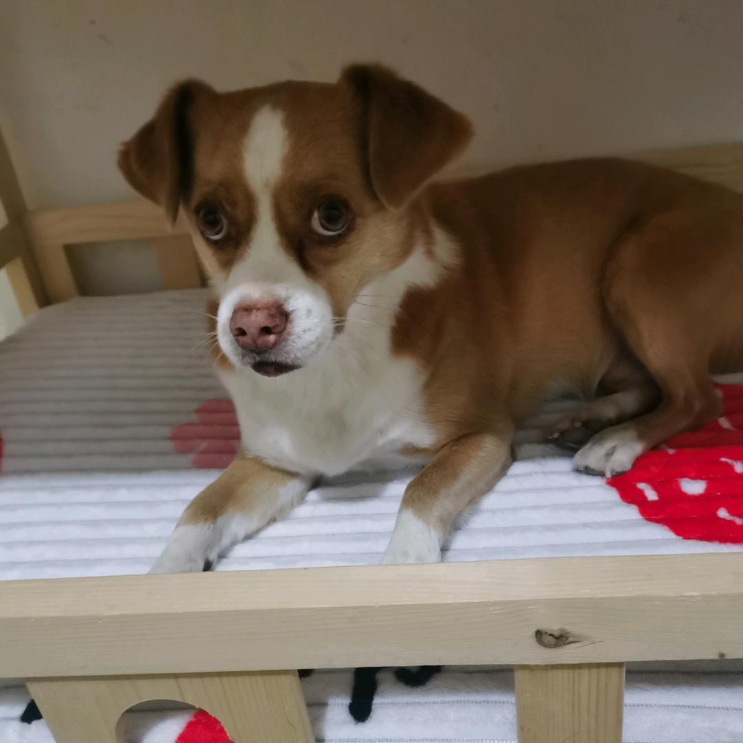 我和流浪猫🐱狗🐶的故事