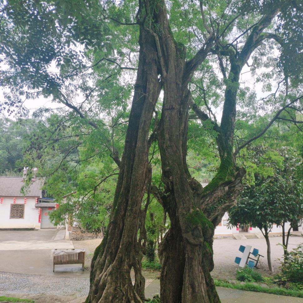 高哥