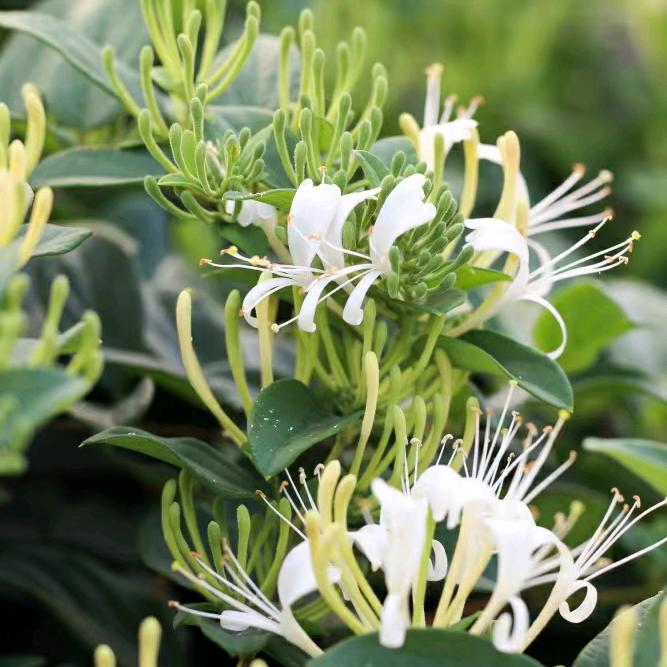 封丘金银花刘芳