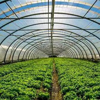 优质绿植杏盛优种植基地