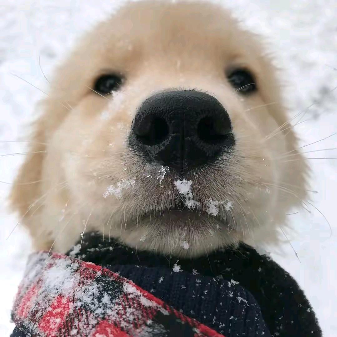 快乐的🐶