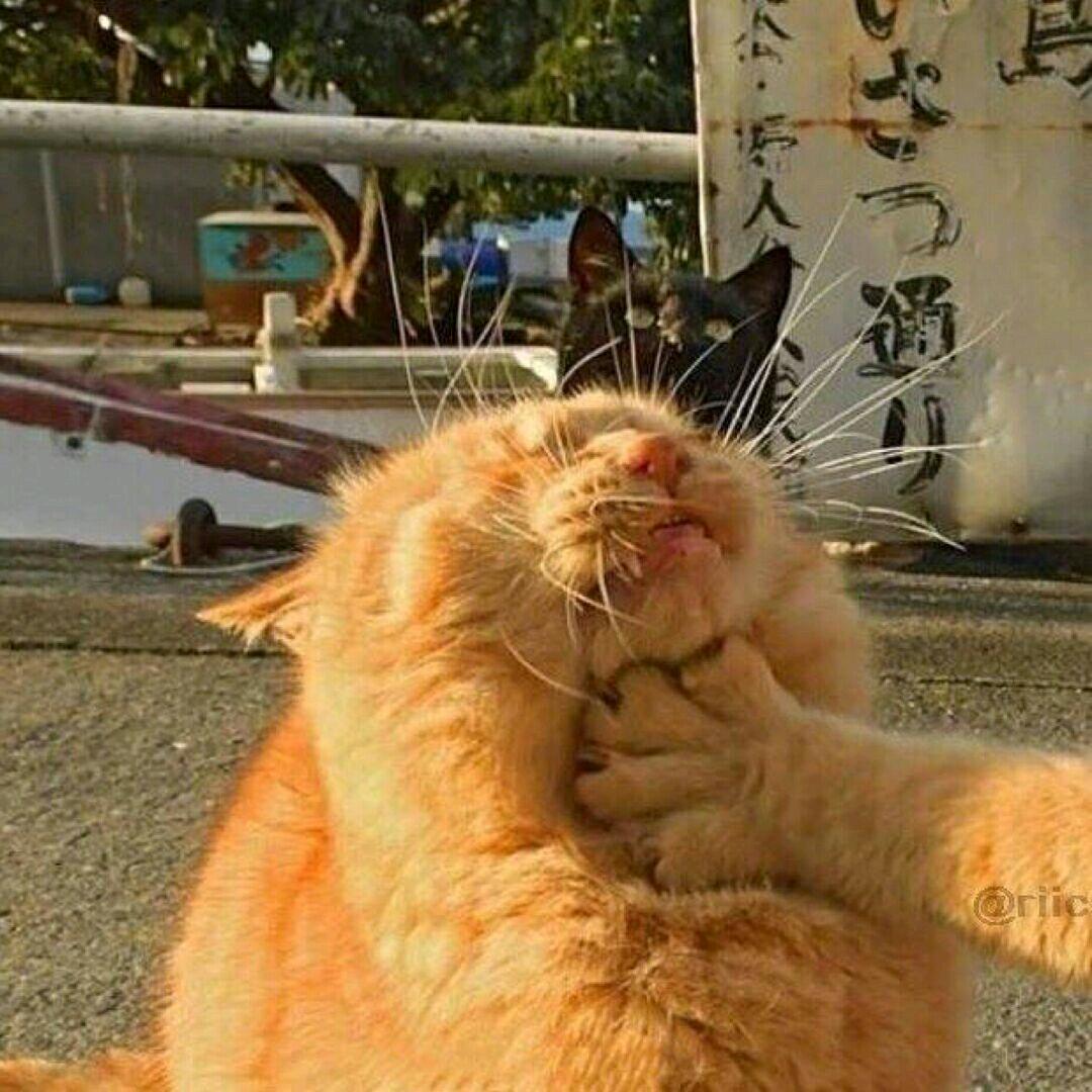 生煎唔西迪西